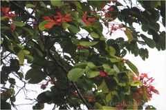 Bauhinia phoenicea